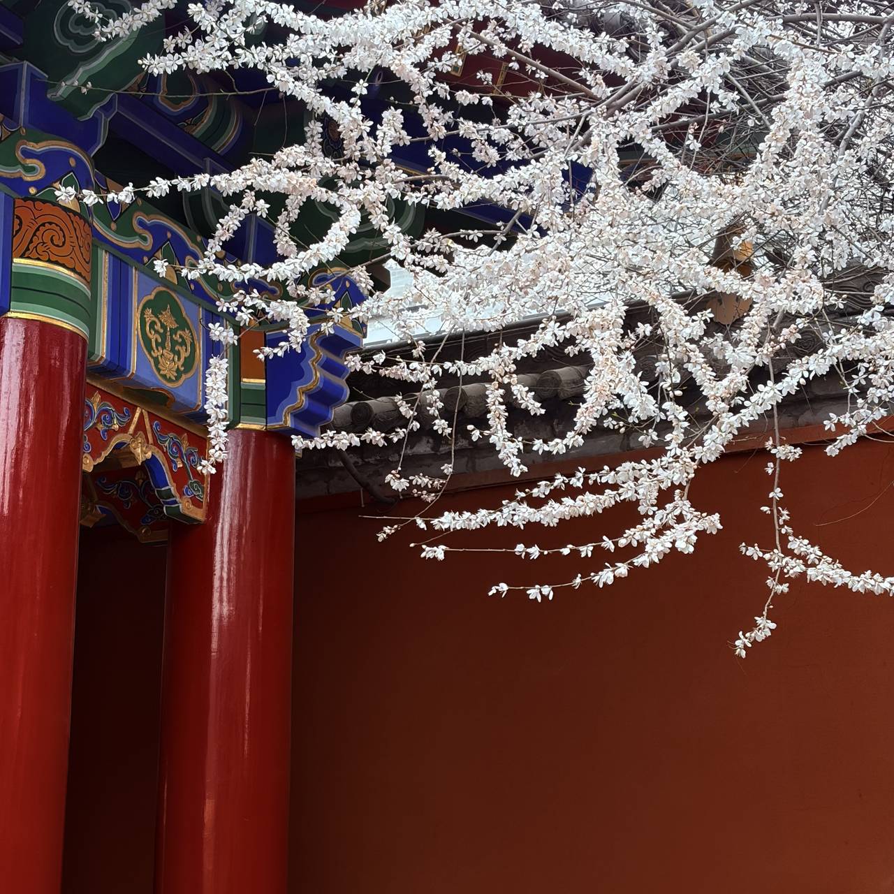 红墙樱花