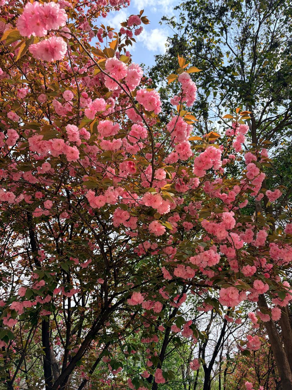 爱在无尽夏。