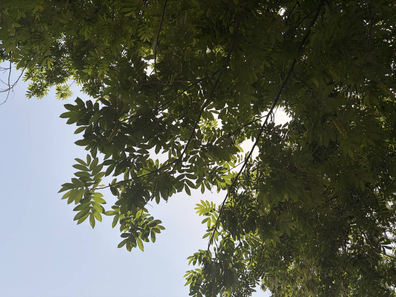 旁晚，树木与落日。